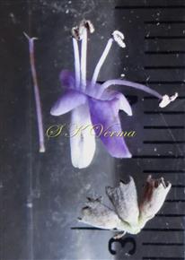  Calyx, Corolla, Stamens and Pistil
